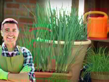 Adoro cultivar temperos e morro de orgulho da minha cebolinha: aprendi como replantar em vaso e ela está durando bastante na minha casa