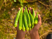 Já pensou em cultivar quiabo em casa? É mais simples do que você pode imaginar!