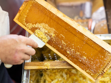 5 truques caseiros para descobrir se um mel é verdadeiro ou falso de um jeito bem rápido