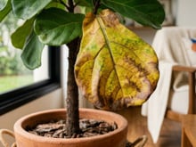 Jardineiros concordam: "Se suas plantas estão com folhas amarelas, elas precisam de um vaso maior."