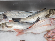 Peixe muito consumido no Brasil entra na lista de espécies ameaçadas e pode ter a venda proibida, segundo Ministério do Meio Ambiente e Mudanças Climáticas