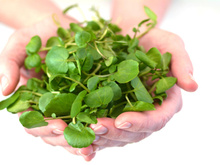 Quem consome agrião com frequência costuma ter esses benefícios na saúde