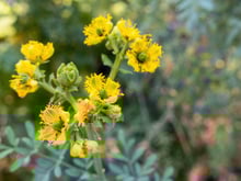 O que significa ter uma arruda florida no jardim de casa? Saiba como isso pode influenciar a sua vida