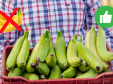 Banana verde: quais os benefícios de comer uma fruta por dia e por que ingerir quando ainda não está madura