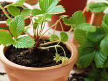 Nem casca de ovo, nem borra de café: esse é o melhor ingrediente para as plantas crescerem saudáveis