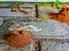 É assim que você elimina formigueiros da sua casa ou jardim: um jeito prático, rápido e sem estresse