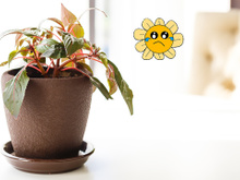 É por isso que a sua planta está triste, ela está no lugar errado