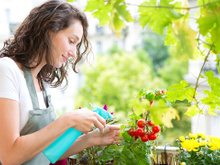 Ervas aromáticas frescas sempre: você só precisa de um cantinho da janela ou da varanda!
