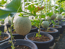 5 motivos para você plantar melão em casa e usufruir de todos os benefícios dessa fruta maravilhosa