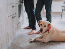 Como tirar os pelos dos animais de casa: confira as dicas