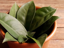 Vai ficar muito mais fácil cultivar a ora-pro-nóbis em casa com essas dicas essenciais