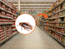 Compre feijão e leve baratas de brinde: fiscalização recolhe mais de 200 kg de alimentos impróprios em seis mercados