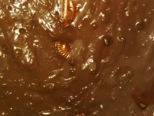 Pavê de chocolate simples