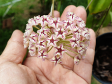 Essa planta chama atenção de longe: "flor de porcelana" traz um toque de sofisticação para a casa e é fácil de cuidar