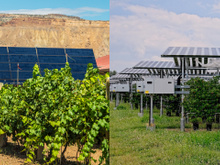 Uma vinícola italiana instalou painéis solares em seus vinhedos e descobriu algo inesperado: eles melhoram a qualidade do vinho