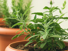 Essas duas plantas não se dão bem: por que a sálvia nunca deve ser plantada a menos de um metro do alecrim