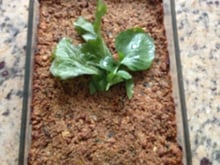 Quibe de soja de forno