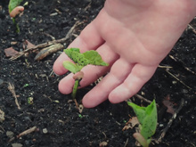 Lucia Borges, paisagista: "Se você vai plantar uma muda, não deixe a planta bamba"