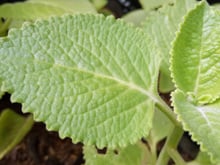 Essa erva aromática muito popular ajuda os intestinos a funcionarem corretamente e mata os germes