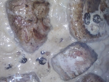 Filet à moda Salerno