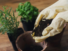 Essa plantinha é um tesouro para a sua casa: afasta moscas, decora o ambiente e ainda deixa as suas receitas deliciosas