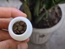 Sua zamioculca vai estourar de tanto crescer se você usar apenas esse comprimido!