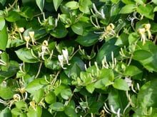Se você é apaixonado por plantas, precisa conhecer essa trepadeira japonesa muito perfumada: ela está se tornando o sucesso dos jardins