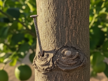 O truque do prego no limoeiro: descubra para que serve e como afeta a árvore