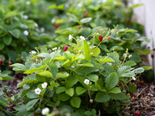 Fruta rica em antioxidantes cresce bem até em apartamentos pequenos e você pode cultivar em vaso