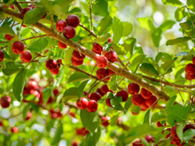 A queridinha dos quintais brasileiros: árvore que dá sombra, fruta o ano todo e até folhas para chá