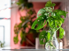 Como cultivar costela-de-Adão em água: os segredos para o cultivo hidropônico em casa!