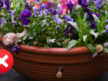 Adeus caramujos nas plantas: corte esse ingrediente ao meio e coloque-o no centro do jardim