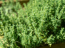 Nem alecrim, nem hortelã: a erva aromática fácil de cultivar em casa e que faz bem para a saúde do coração