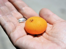 Nem jabuticaba, nem pitanga: esta árvore nativa produz a fruta perfeita para um sorvete cremoso