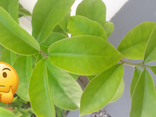 Não controla a diabetes, nem a pressão alta: a verdade sobre a ora-pro-nóbis que não te contam.