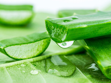 Chá de babosa: descubra os incríveis benefícios para sua saúde