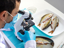 Pesquisadores descobriram algo muito preocupante em um terço dos peixes do Pacífico que examinaram