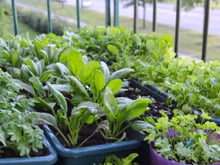 4 vegetais para plantar na sua varanda durante o outono: crescem em espaços pequenos e são fáceis de cuidar