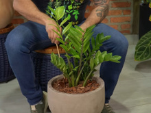 Truque do palitinho: a técnica infalível para nunca mais matar sua zamioculca afogada