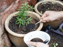 Misturar borra de café com vinagre: por que os jardineiros experientes recomendam e para que serve?