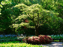 Você quer sombra no seu jardim em pouco tempo? Esta árvore cresce muito rápido e forma uma linda copa