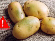 É por isso que você nunca deve comer batatas com brotos ou manchas esverdeadas, veja explicação científica