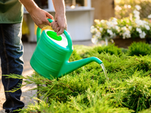 Jardineiros experientes concordam: "Regar as plantas às três da tarde é como jogar um balde de água fervente sobre elas