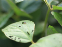 Nunca mais sofri com pragas nas minhas plantas depois que passei a usar esse ingrediente simples que todo mundo tem em casa