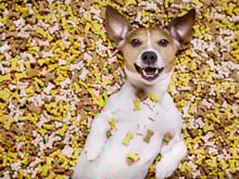 7 alimentos proibidos para cachorros