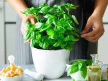 Cultive essas hortaliças em casa: é muito fácil e vão deixar a sua imunidade lá no alto!