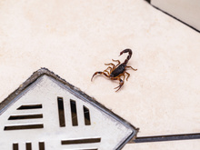 O melhor truque para acabar com escorpiões em casa está proibido em condomínios, mas essas dicas de especialista vão resolver os problemas!