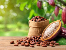 Cacau veio de Madagascar? Conheça a verdadeira origem do fruto destaque da novela Renascer