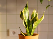 Se você tem problemas de umidade em casa, esta planta é um desumidificador natural: para que serve e onde colocá-la