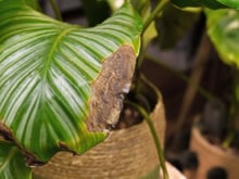 Poucas pessoas sabem, mas é por isso que as pontas das folhas das plantas secam